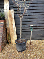 Plum tree 'Mirabelle de Nancy' | Prunus domestica - Girth 18-20cm - 220-240cm - 50lt