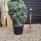 Pinus pumila 'Glauca' | Glaucous Dwarf Siberian Pine - Height 100cm - Width 80-90cm - 45lt