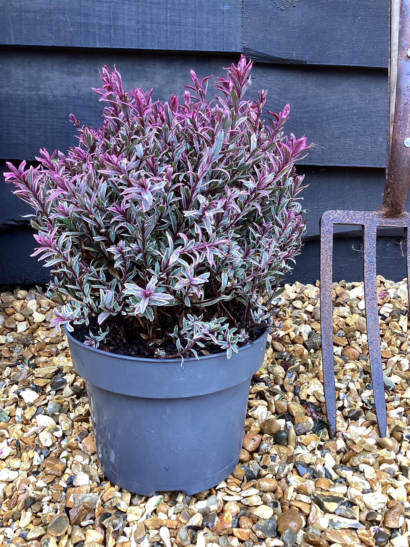 Hebe Hebe 'Magic Summer' - 50-60cm, 5lt – Arundel Arboretum