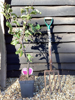 Prunus domestica Opal | Plum ‘Opal’ - 100-120cm, 7lt