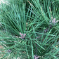 Pinus Nigra 'Brepo' | Dwarf Austrian Pine - Clear Stem 100cm - Height 130cm Head 60-70cm - 18-25lt
