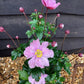 Anemone Rose - 40-50cm, 2lt