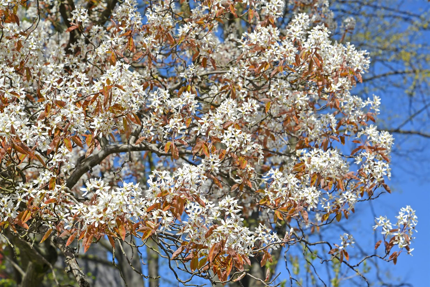 Amelanchier Canadensis - 450-500cm, 70lt