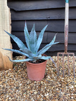Agave Americana | Agave Century Plant - 40-50 cm, 20lt