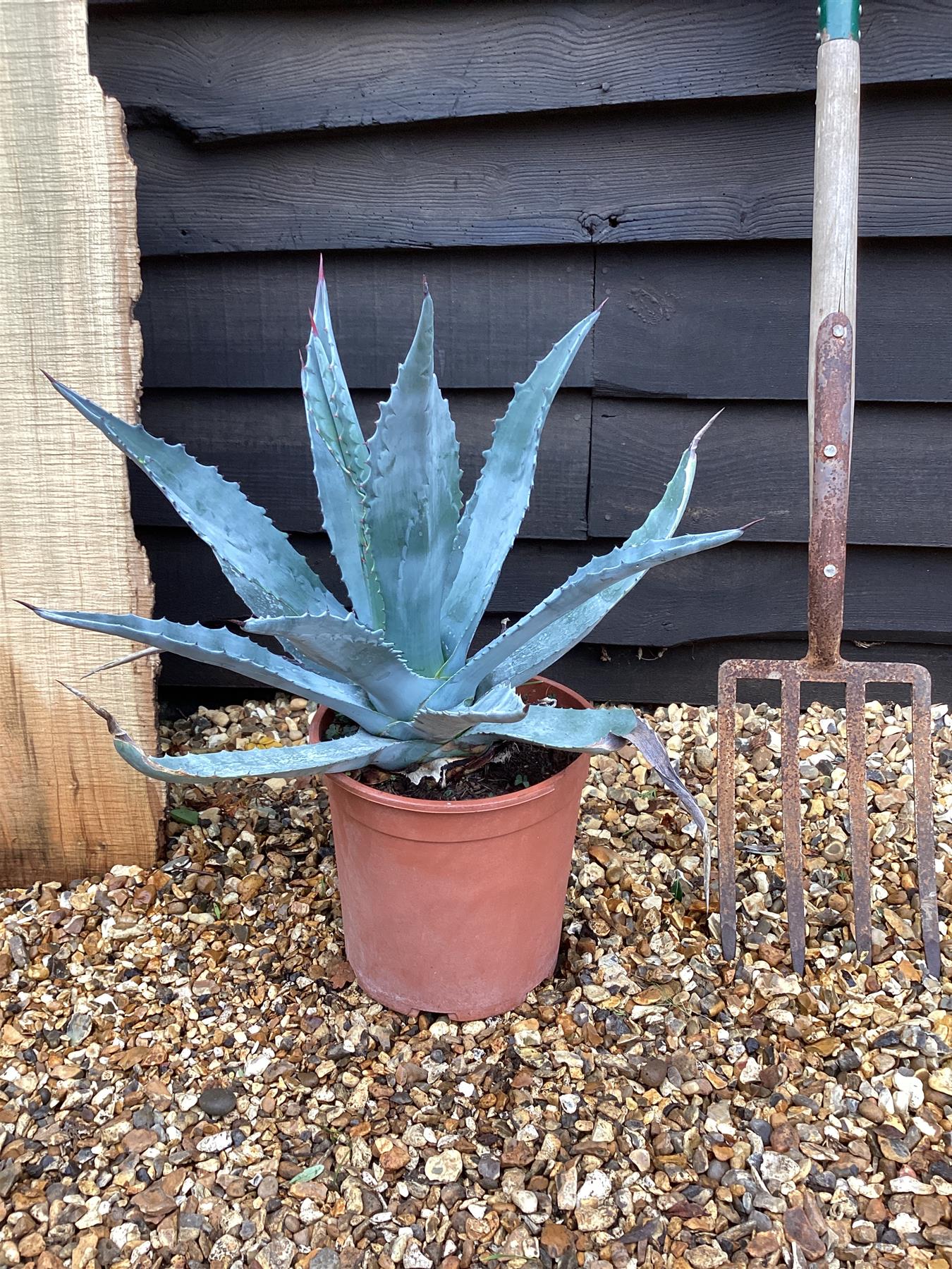 Agave Americana | Agave Century Plant - 40-50 cm, 20lt