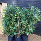 9 x Cherry Laurel 'Rotundifolia' - 150-170cm - 20lt