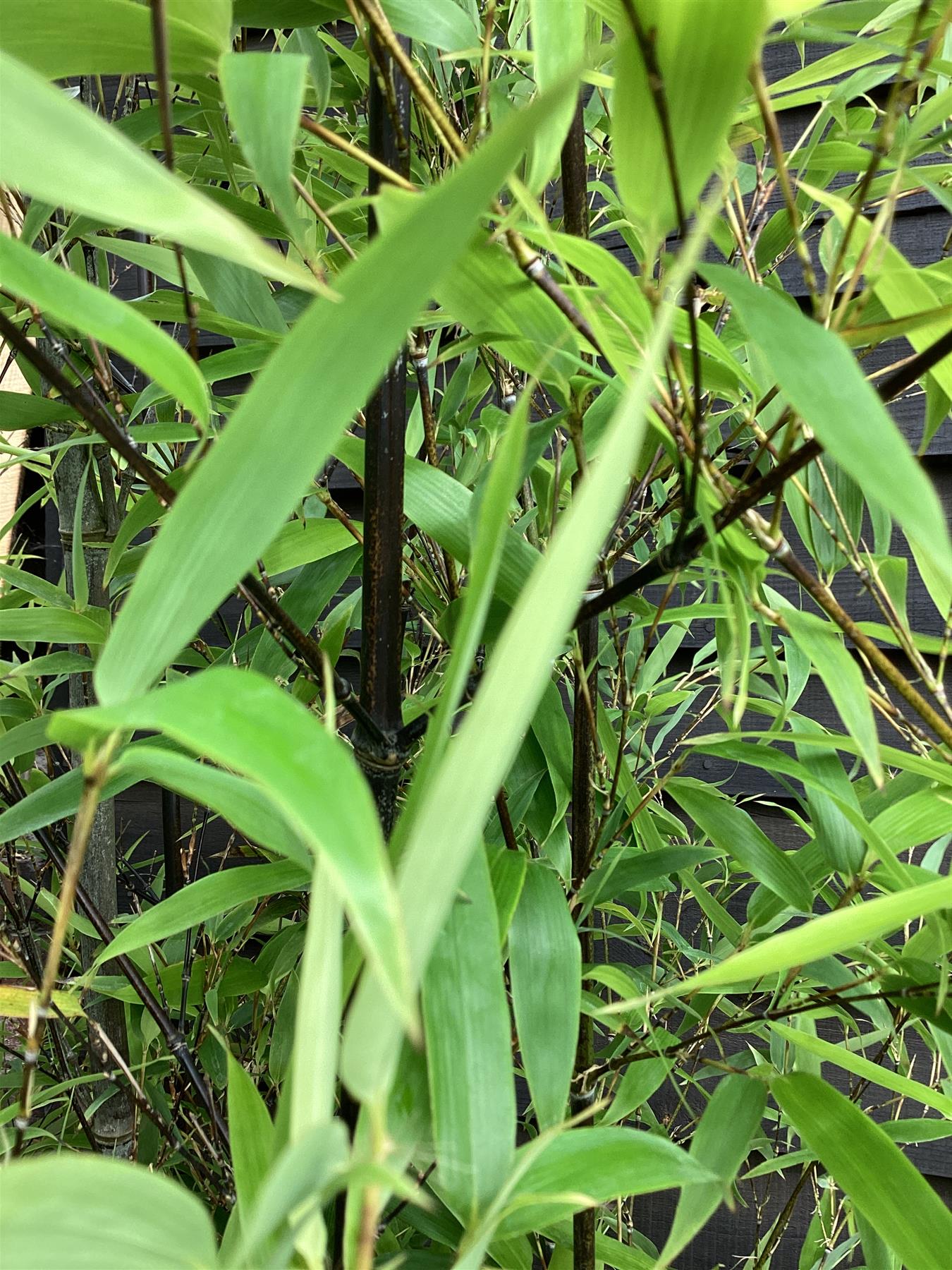Phyllostachys nigra | Black Bamboo - 350-400cm, 110lt