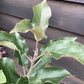 Apple tree 'Worcester Pearmain' | Malus domestica - 150-160cm - 10lt