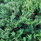 Juniperus Chinensis | Chinese Juniper - Bonsai - 240cm