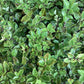 Pittosporum tenuifolium 'Pompom' - 60-80cm, 10lt
