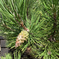 Pinus austriaca Nigra | European Black Pine - 160-200cm, 100lt