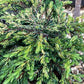 Juniperus communis 'Goldschatz' - 40-50cm, 2lt