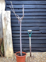 Sweet Cherry tree 'Napoleon' | Prunus avium - 170-180cm - 30lt