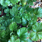 Waldsteinia ternata | Barren Strawberry - 20-40cm, 5lt
