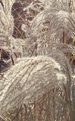 Miscanthus sinensis 'Ferner Osten' - 55-65cm, 10lt