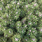 Pinus mugo 'Humpy' | dwarf mountain pine 'Humpy' - Height 81cm - Width 45-55cm - 25lt