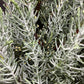 Cupressus arizonica var. glabra 'Glauca' | Arizona cypress 'Glauca' Half Standard - 150-160cm, 18lt