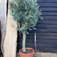 Olive Tree | Olea Europea 1/2 Std - 200-220cm, 50lt