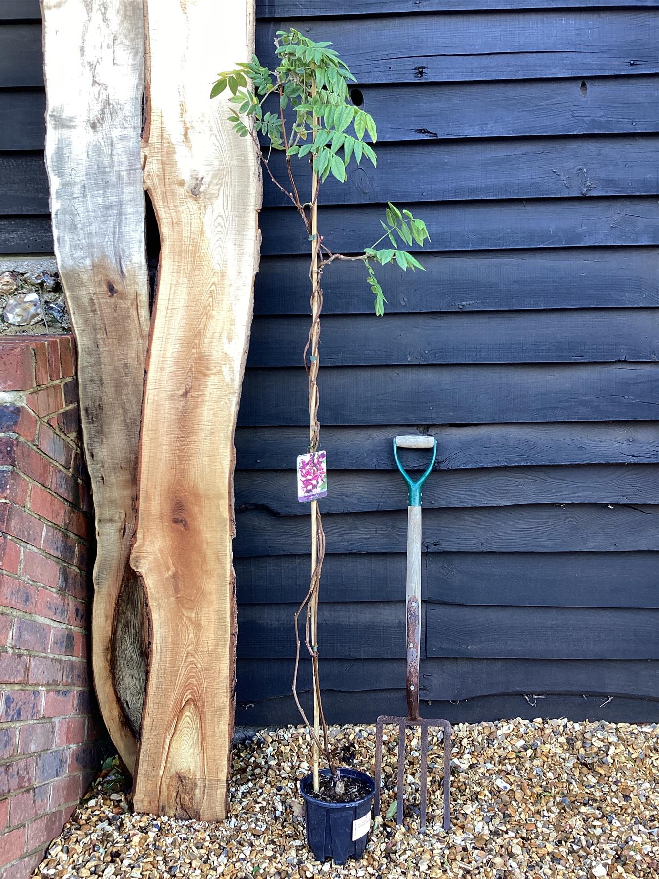 Wisteria sinensis | Chinese wisteria - Cane - 50-100cm, 3lt