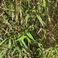 Fargesia rufa | Dragon Head Bamboo - 90-110cm, 10lt