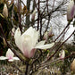Saucer Magnolia 1/2 Std Clear Stem - 180cm, 15lt