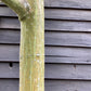 Acer davidii | Snake Bark Maple - 280-310cm, 70lt