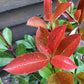 Photinia Red Robin - 40/60cm, 10lt