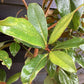 Magnolia Grandiflora | Evergreen Magnolia - 200-220cm, 35lt