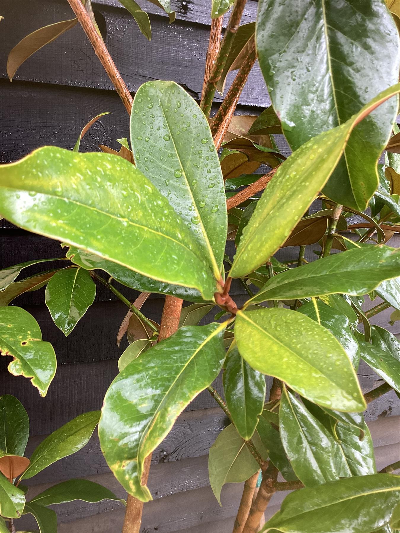 Magnolia Grandiflora | Evergreen Magnolia - 200-220cm, 35lt