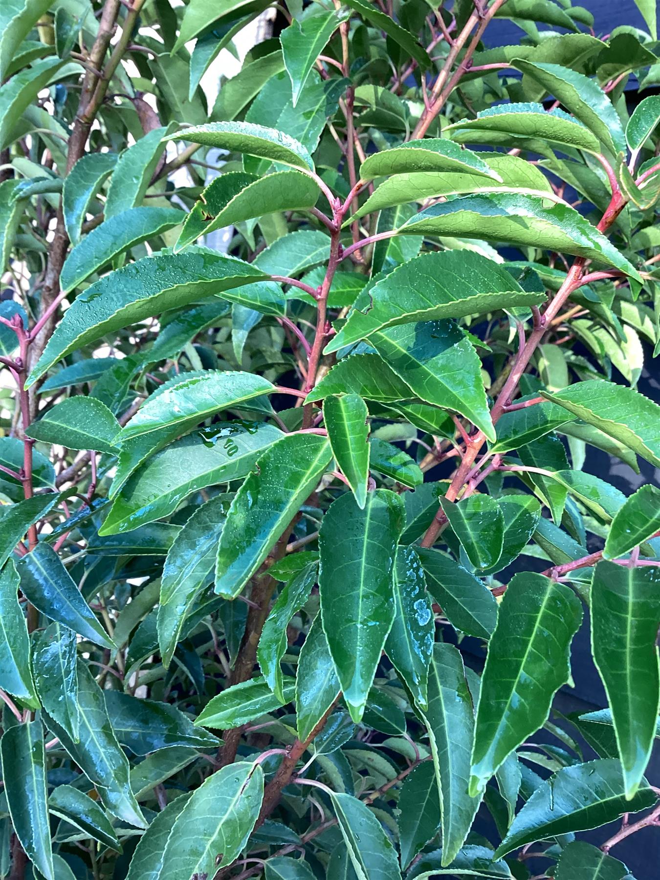 Prunus lusitanica 'Myrtifolia' - 30lt