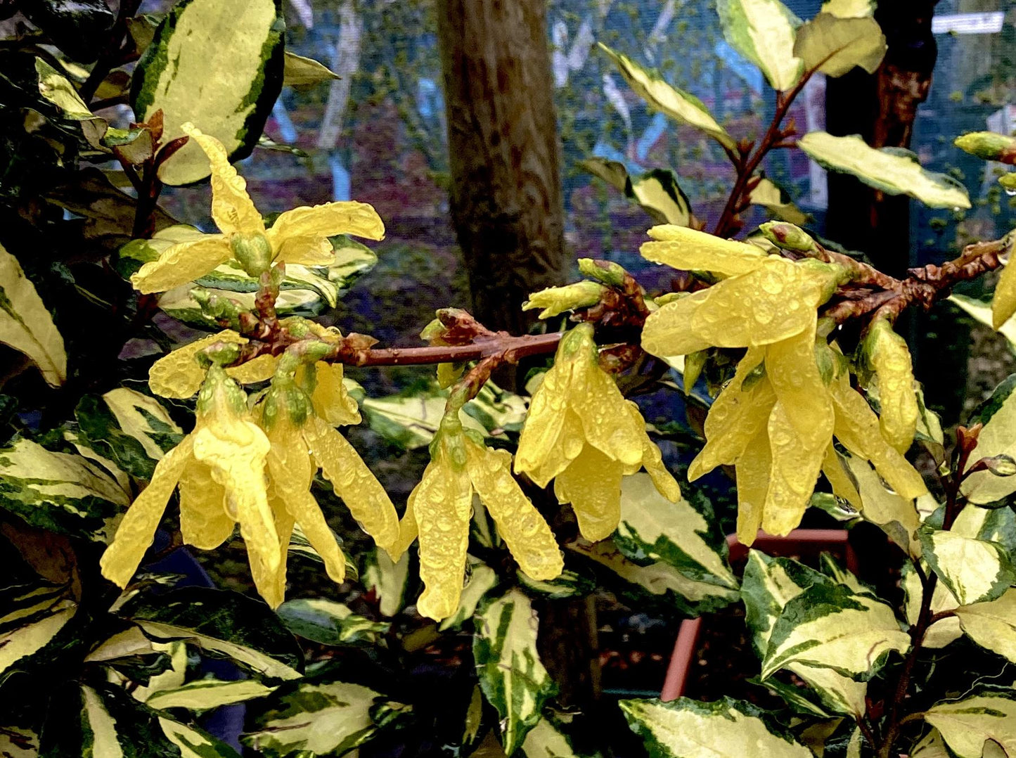 Forsythia x intermedia 'Lynwood Variety' - 100/120cm, 20lt
