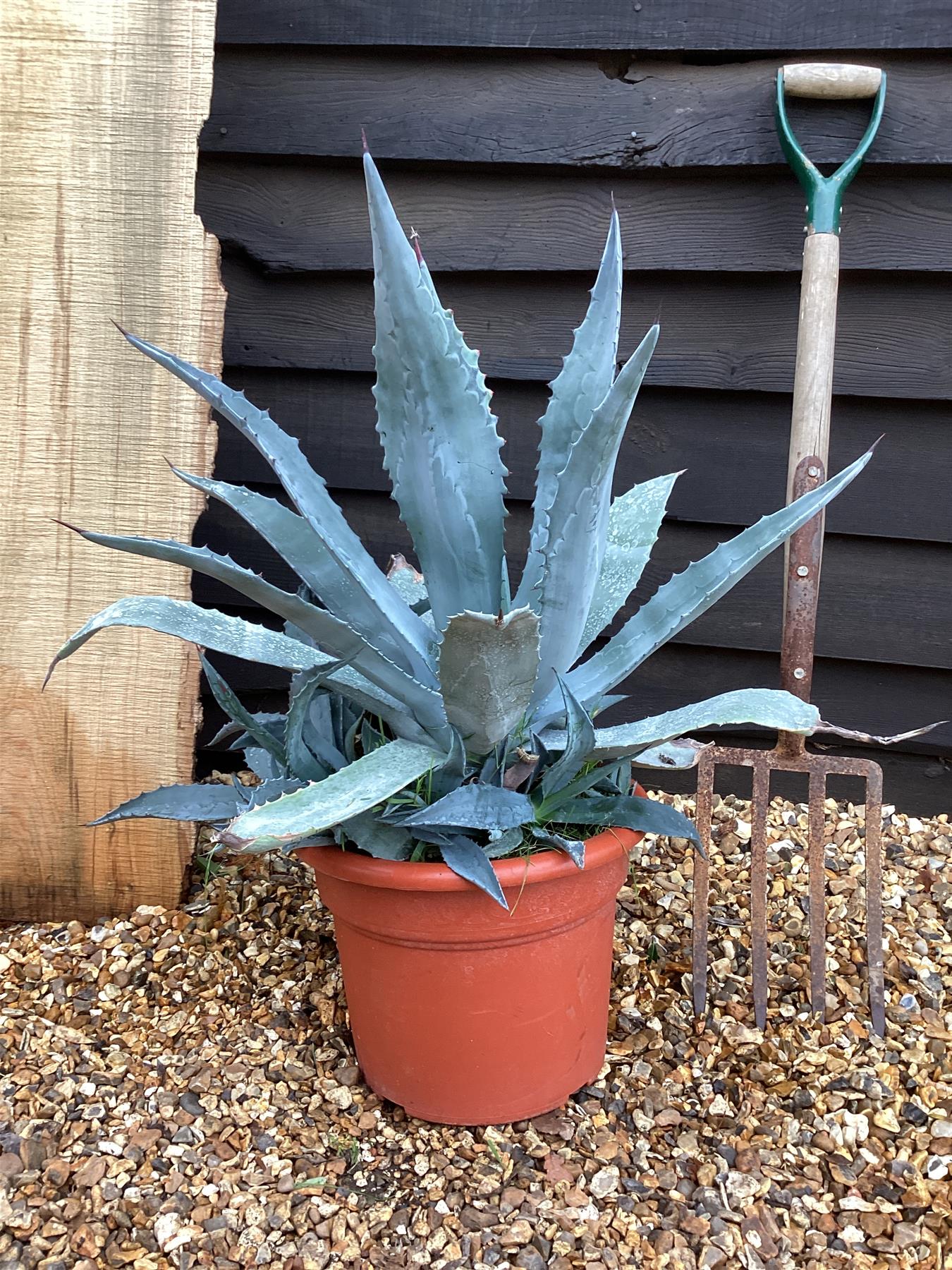 agave 50 Agave Americana | Agave Century Plant
