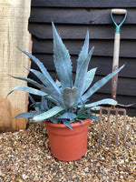 Agave Americana | Agave Century Plant - 50-60cm, 30lt