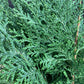 Chamaecyparis pisifera 'Boulevard' | Blue Moss Cypress - 2lt
