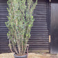 Arbutus Unedo | Strawberry Tree - Multistem - 425cm, 150lt