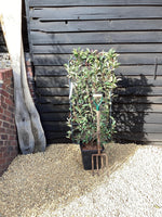 Photinia Pink Marble ('Cassini') | Christmas Berry Pink Marble - Half Frame - 140-150cm, 20lt