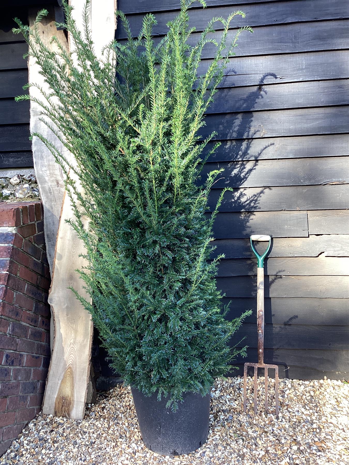 8 x Taxus baccata - 180-200cm - 50lt