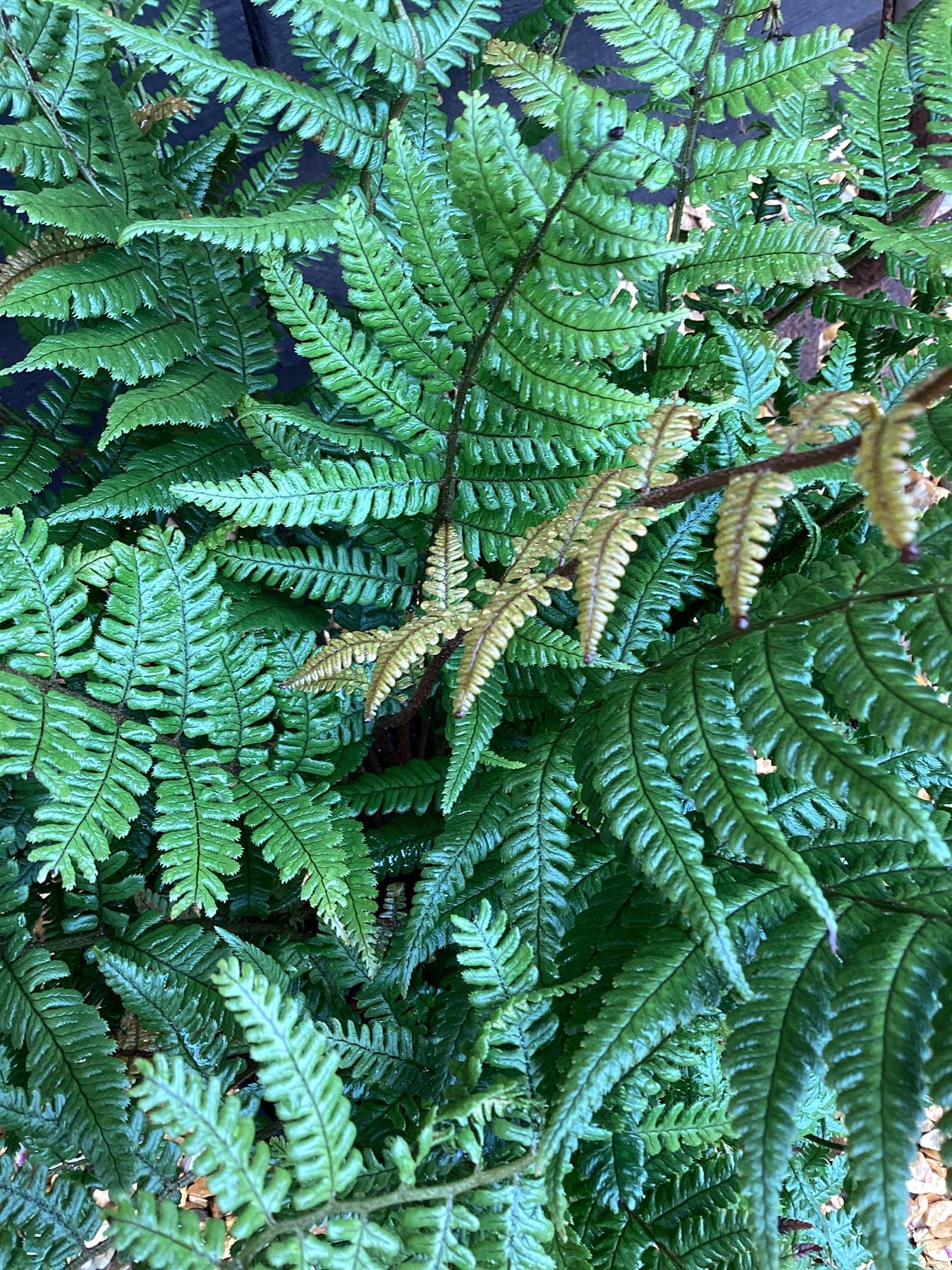Dryopteris lepidopoda | Sunset Fern - 55-60cm, 5lt