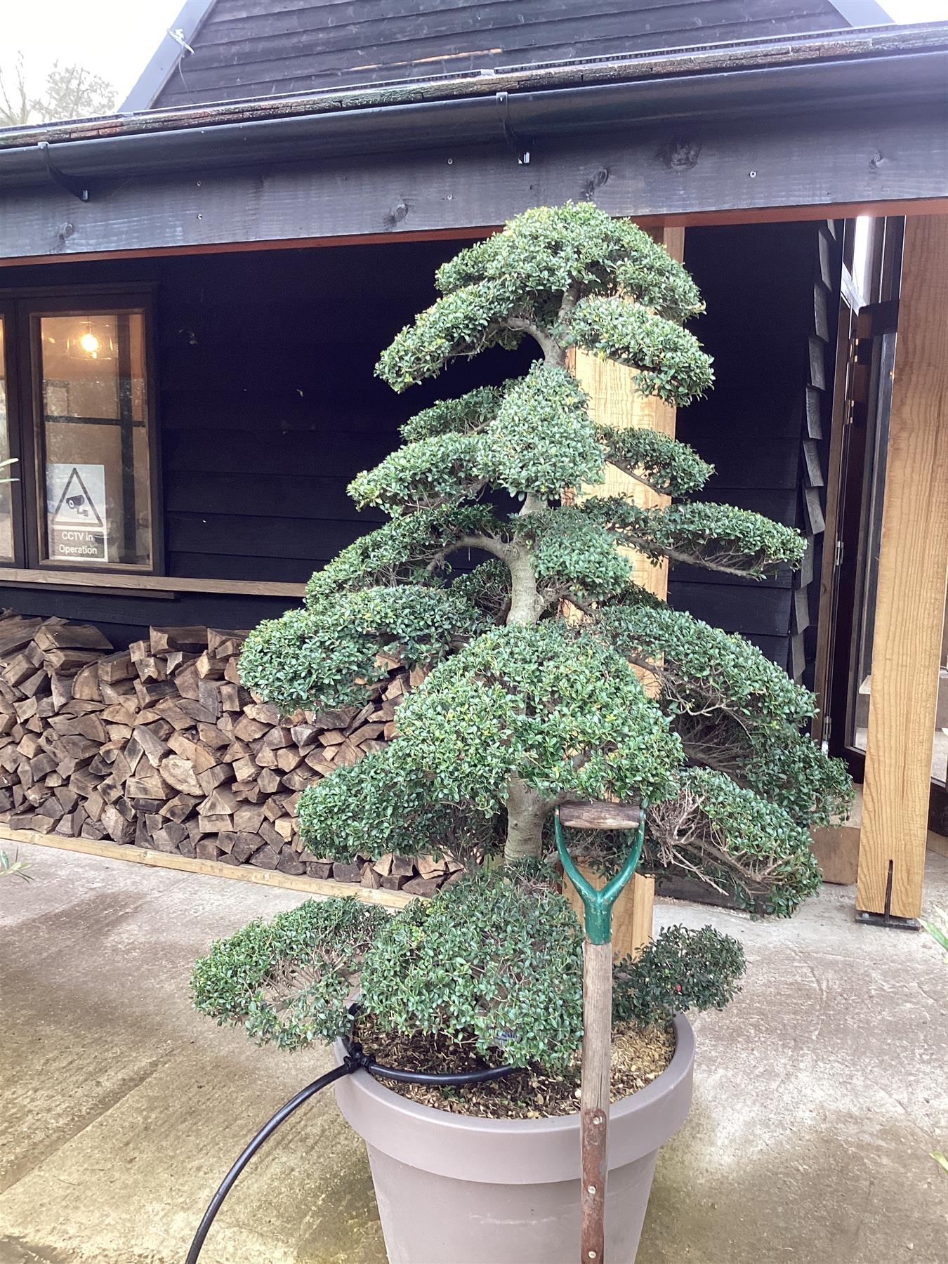Ilex Crenata | Japanese Holly Bonsai Cloud Tree - Height 150-160cm Width 110cm, 33lt