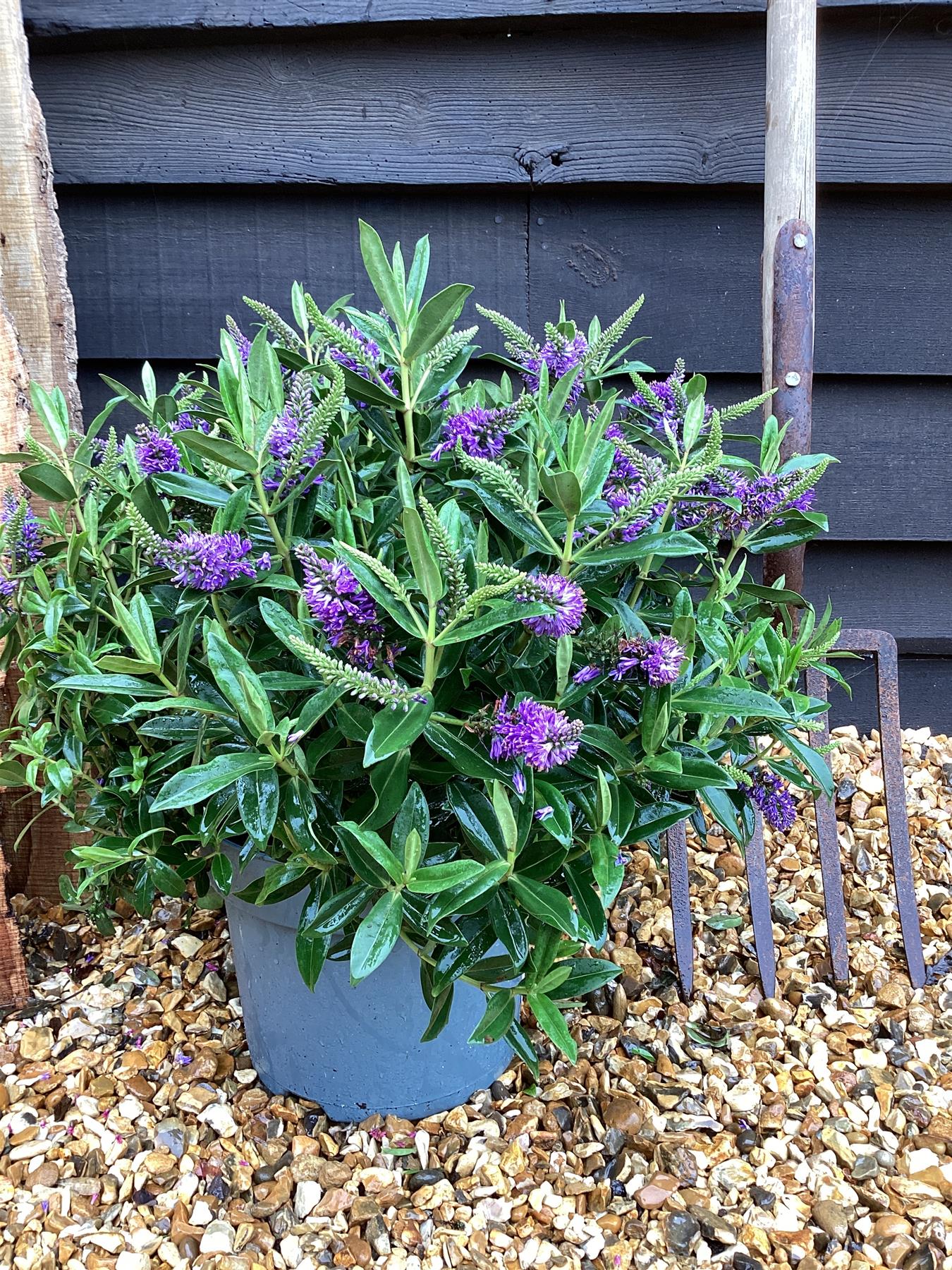 Hebe Hebe Donna - 50-60cm, 10lt – Arundel Arboretum