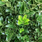 Euonymus japonicus Green Rocket | Japanese Spindle - 25lt