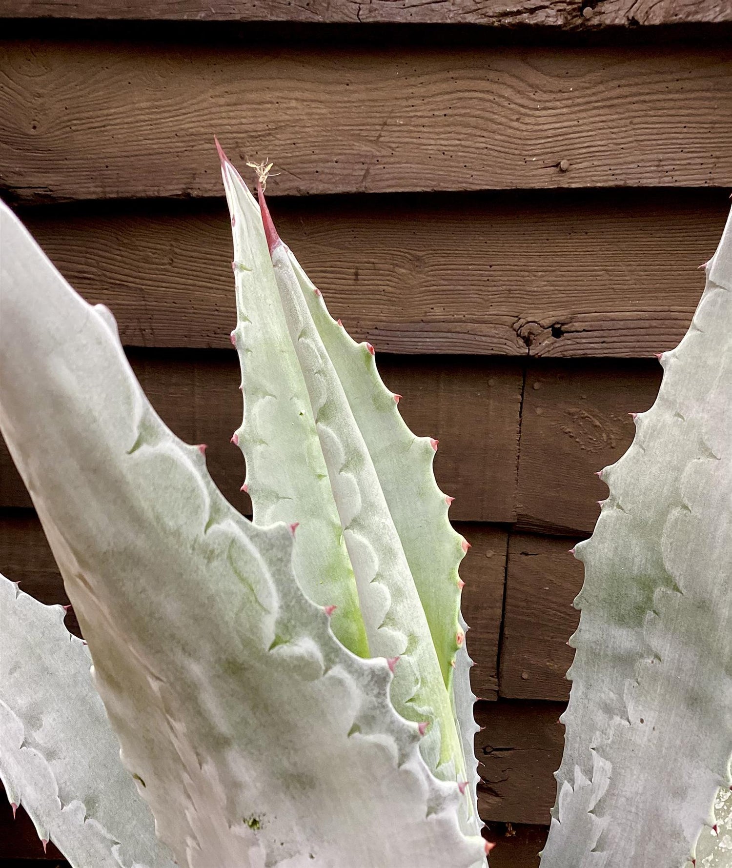 Agave Americana | Agave Century Plant - 50-60cm, 30lt