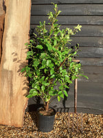 Griselinia littoralis | New Zealand Broadleaf