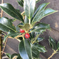 Ilex acquifolium | English Holly - 100-120cm, 10lt