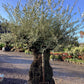 Olive Tree | Olea Europea 1/2 Std Crown - 200-210cm, 400lt
