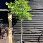 Juglans regia | Common Walnut Tree - 180-200cm, 50lt