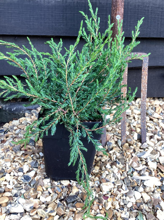 Juniperus communis 'Repanda' - 40-50cm, 2lt