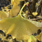 Ginkgo biloba 'Pyramidalis' | Maidenhair Tree - 250-300cm, 90lt