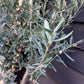 Olive Tree |Olea Europea - Girth 16-18cm - 170-190cm - 25lt