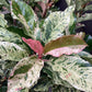 Photinia serratifolia Pink Crispy | Chinese Hawthorn ‘Pink Crispy’ - 1/2 Std - 30lt